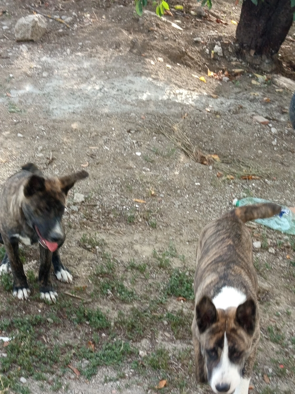 Donez doua cateluse Metis Akita American