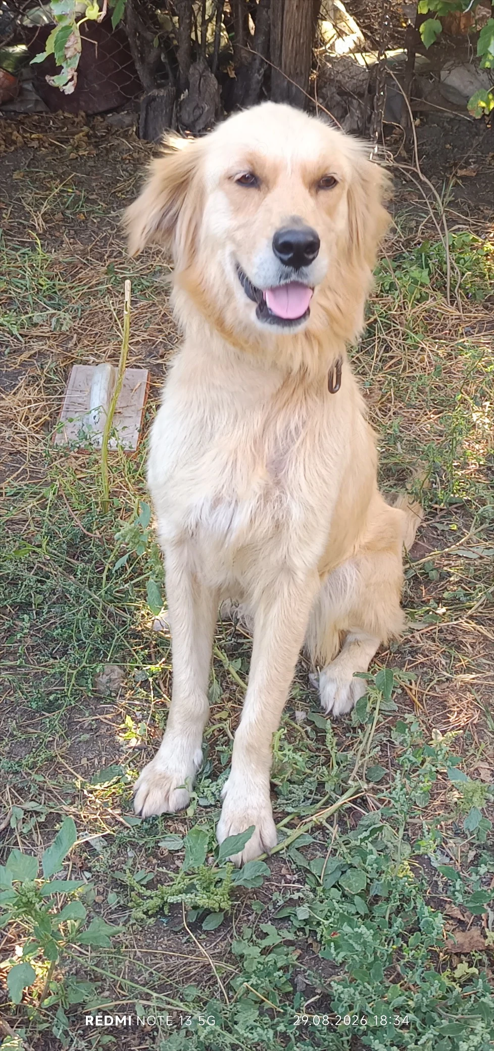 Donatie Golden Retriever 