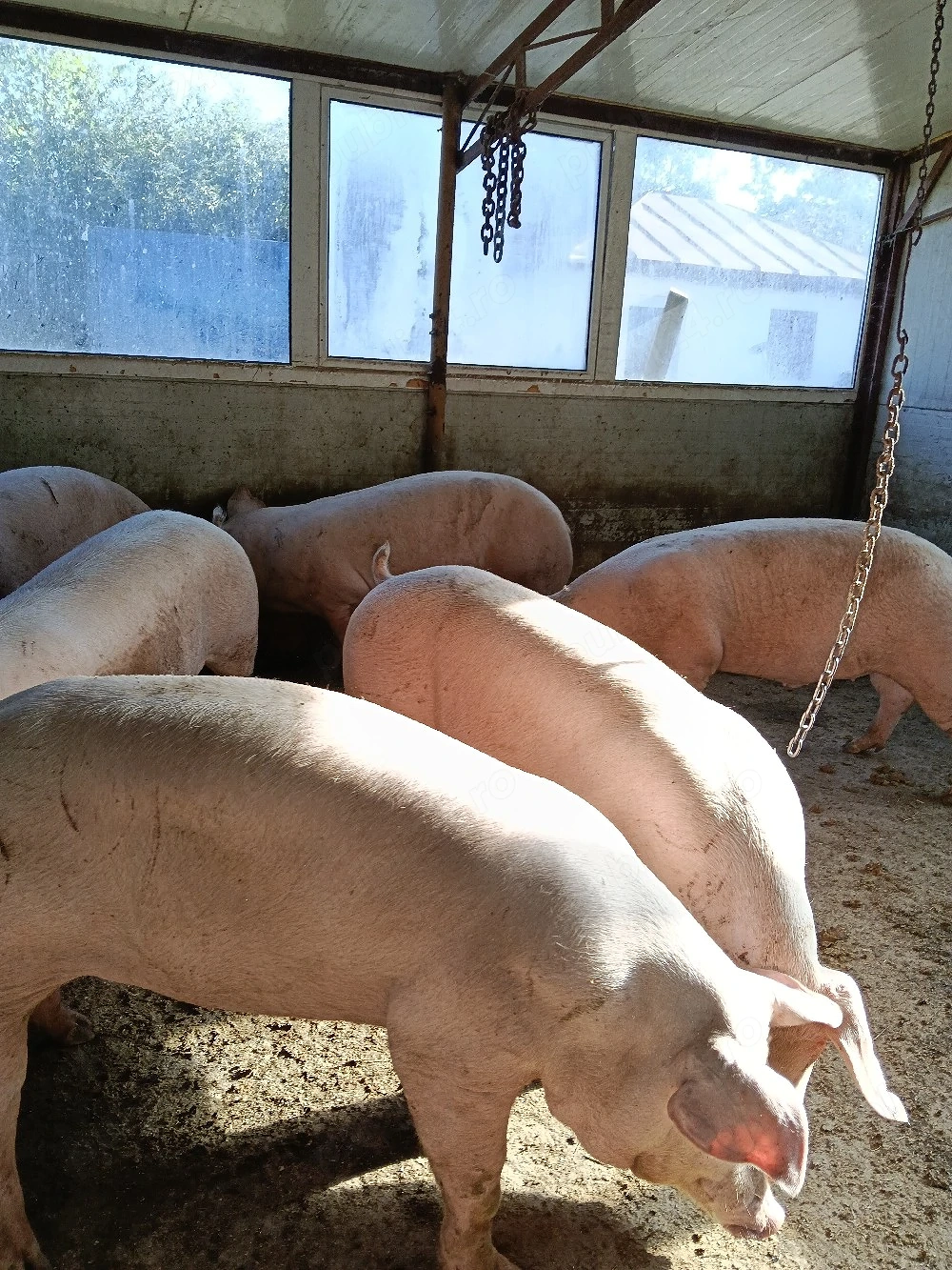 porci de vanzare