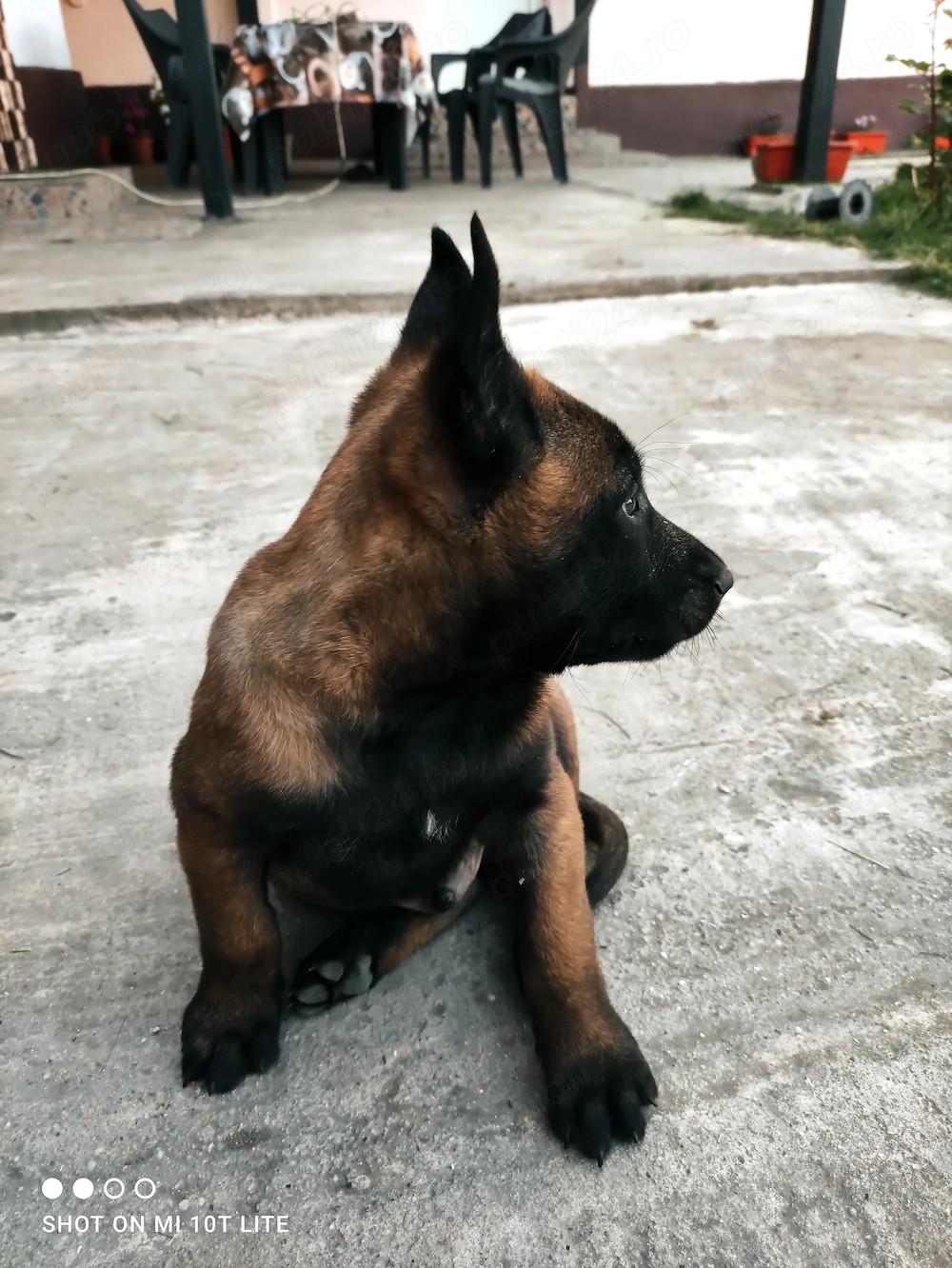Ciobănesc Belgian Malinois