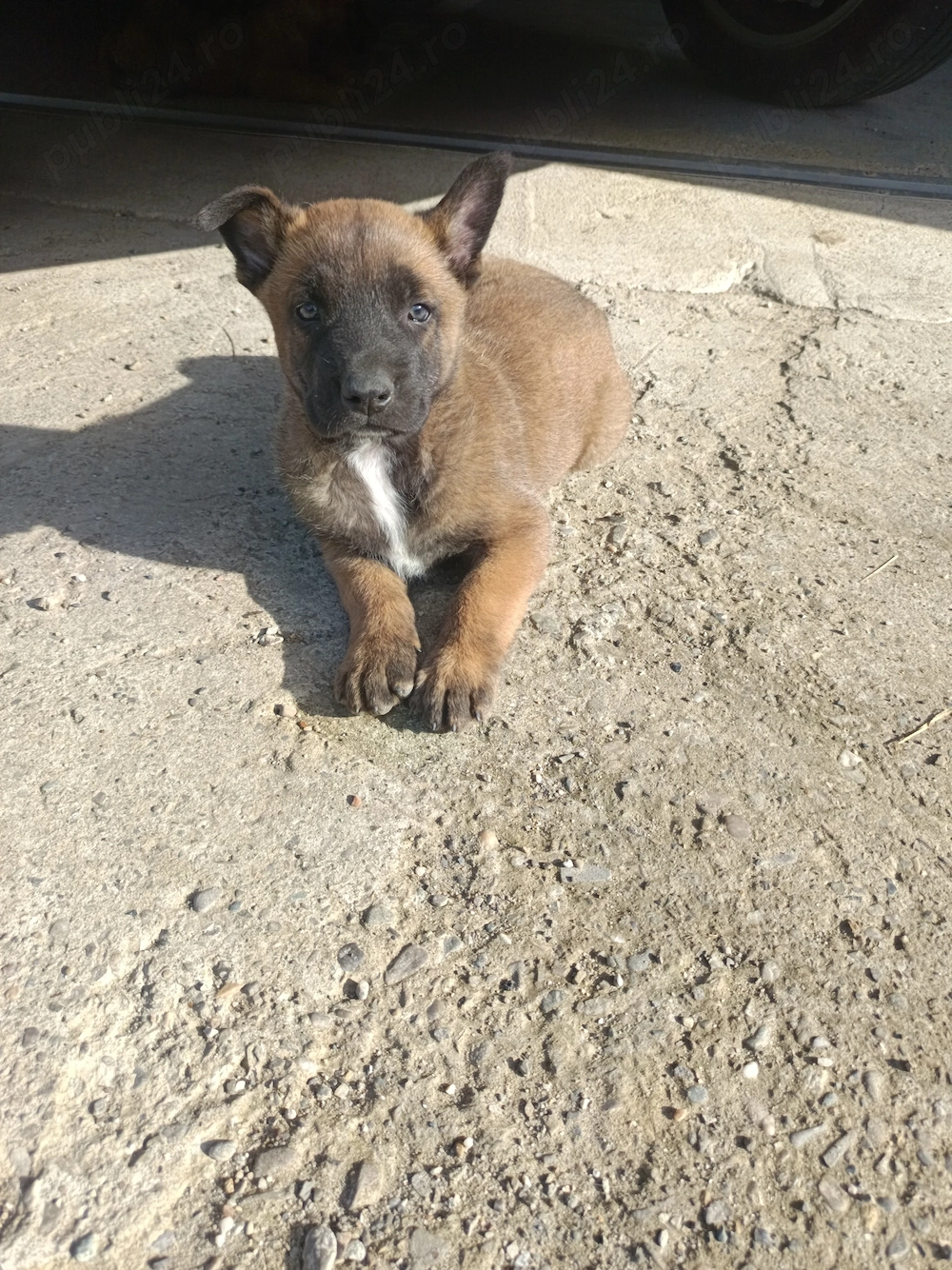 Catel Malinois