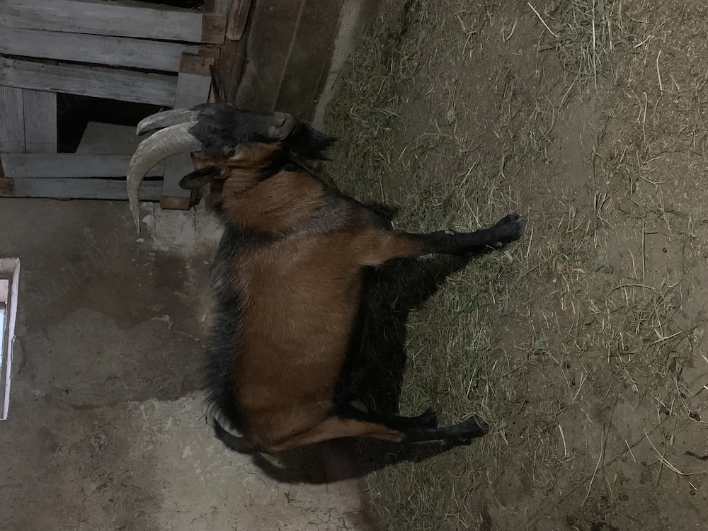Țap alpin francez rasa pura