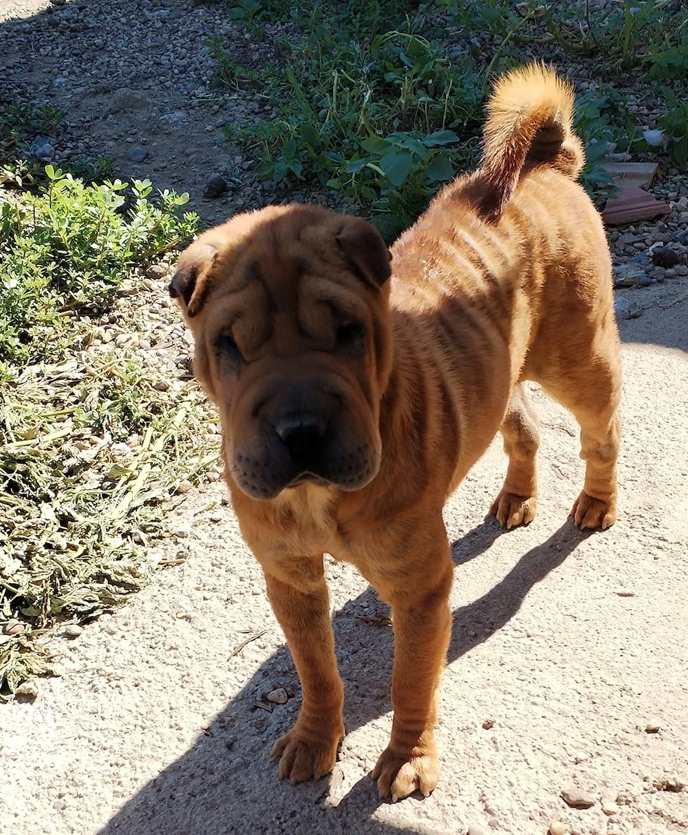 Donez catea sharpei