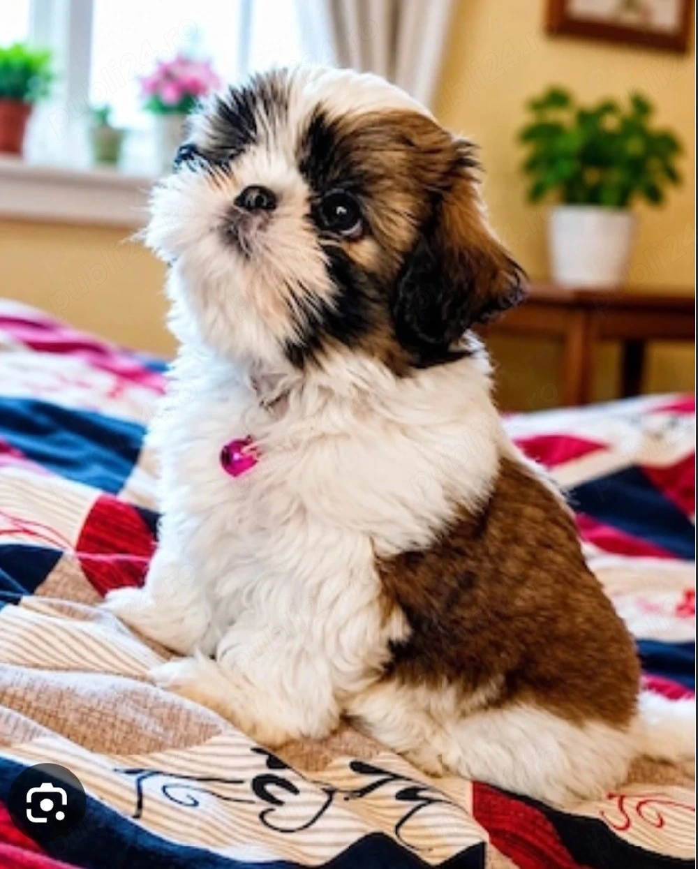 vand catelus shih tzu de 10 saptamani 