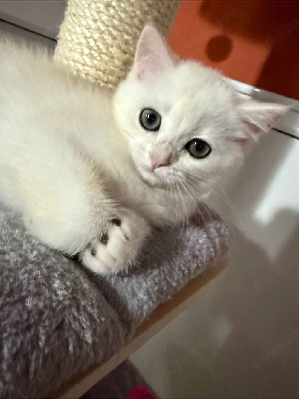 Fetiță British Shorthair Golden Chinchilla   Shaded (Rară)   Ochi verzi, părinți pedigree