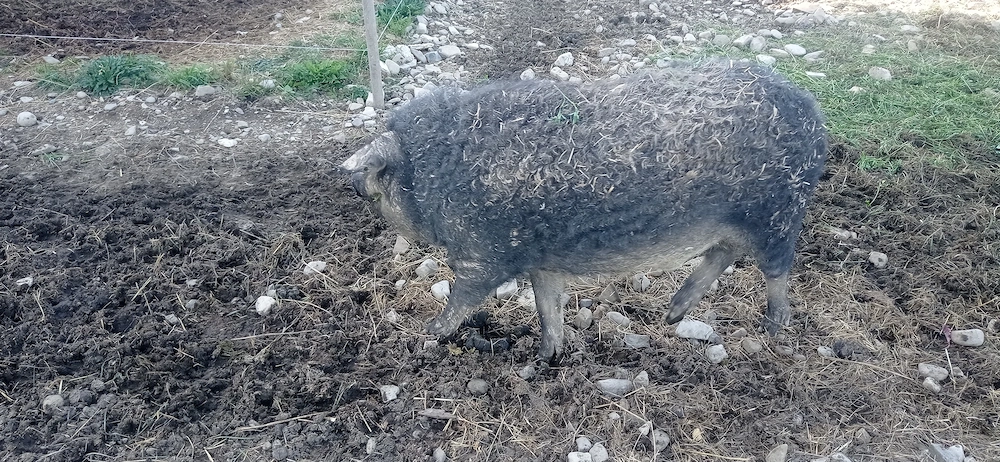Porci mangalița 