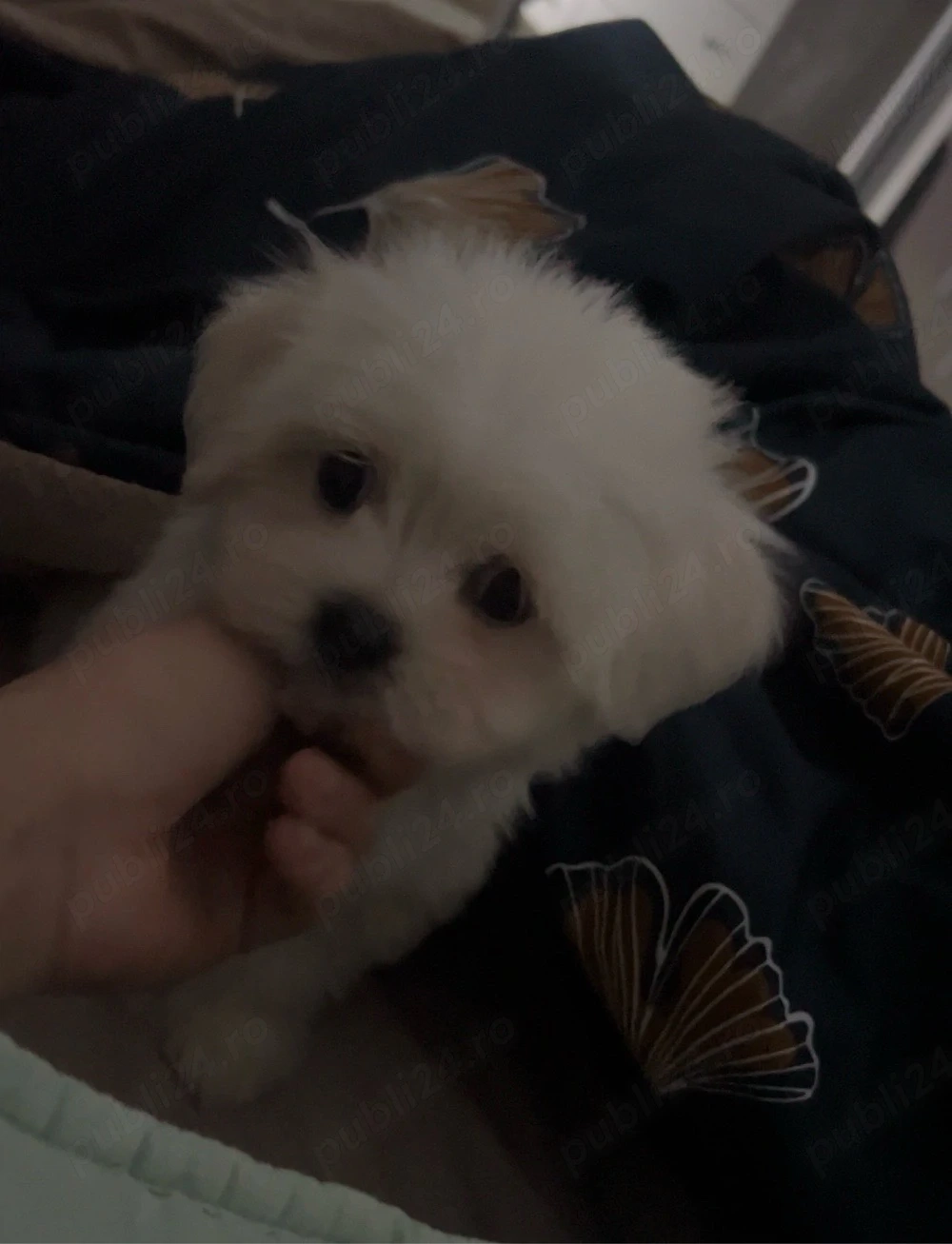bichon fetita  cauta casuta 