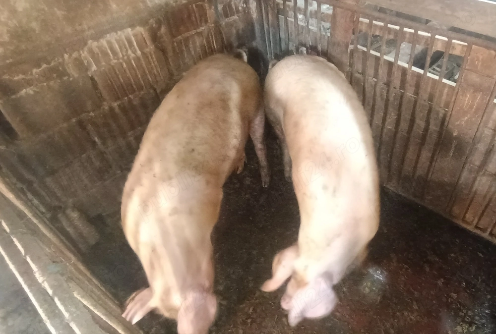 Porci 100-120 kg