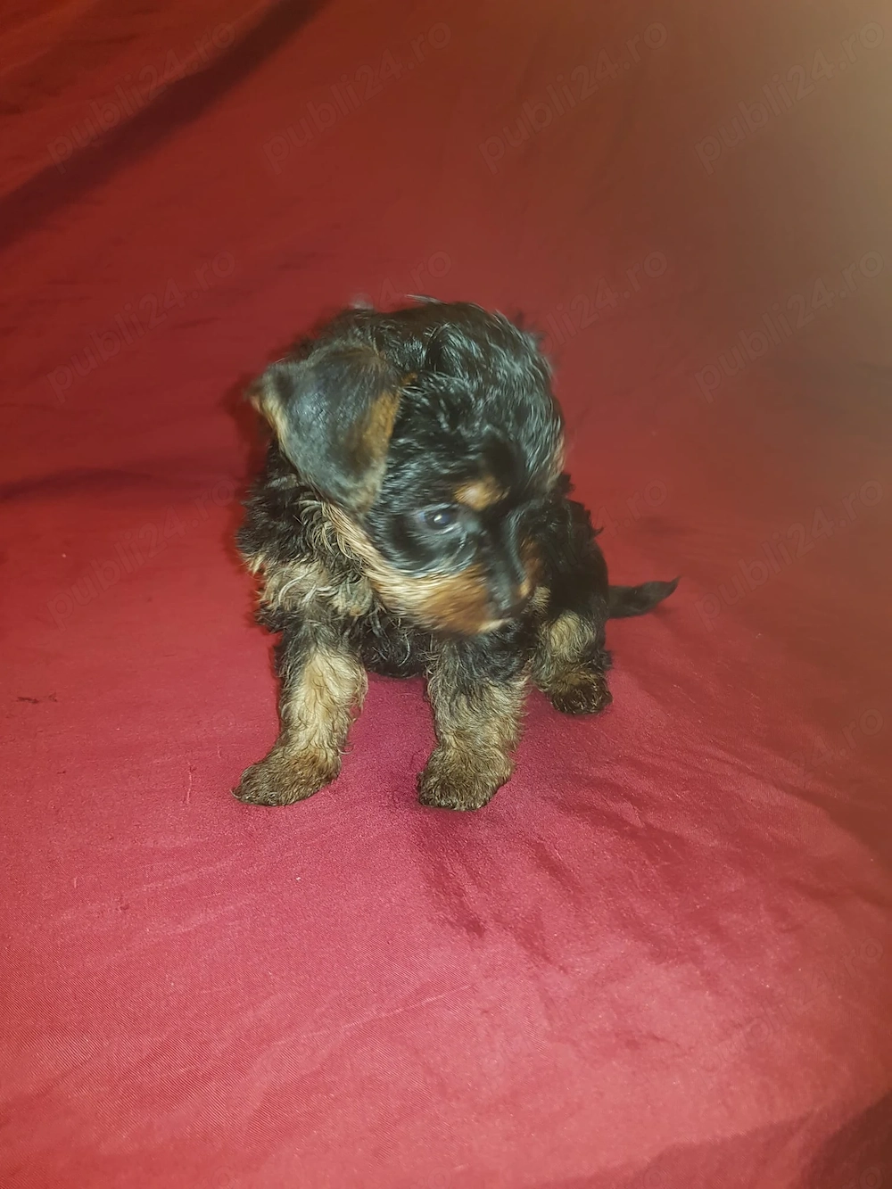Yorkshire pui șapte săptămâni 