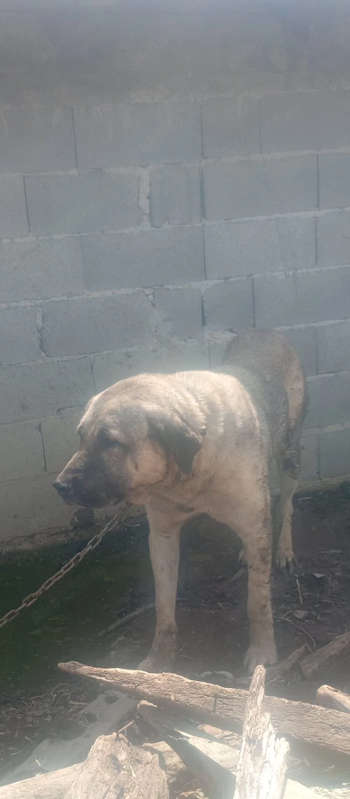 Vând Kangal crescut la oi vârsta 2 ani jumătate 