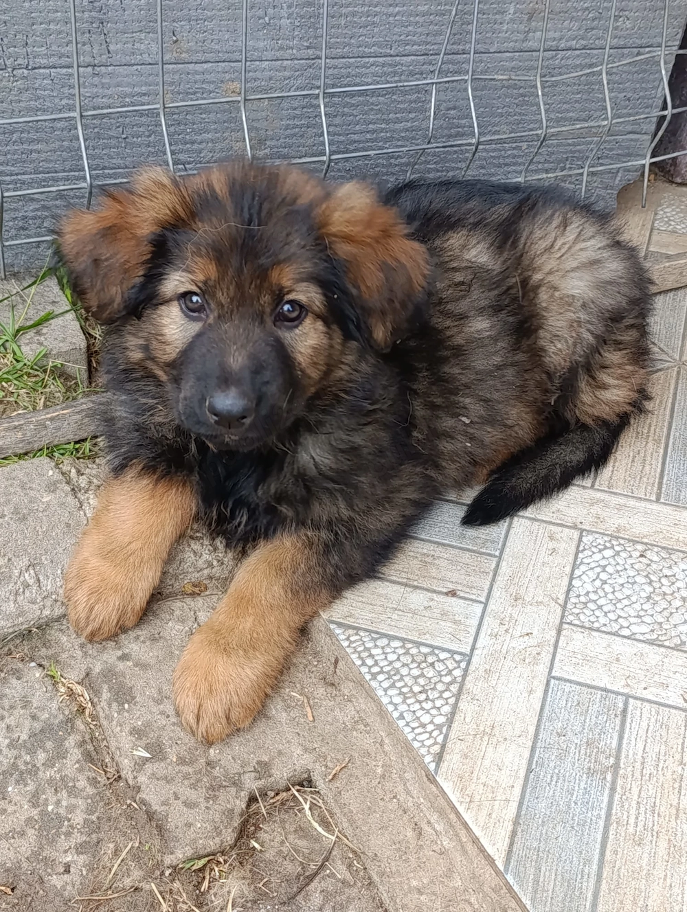 Ciobanesc german fetita