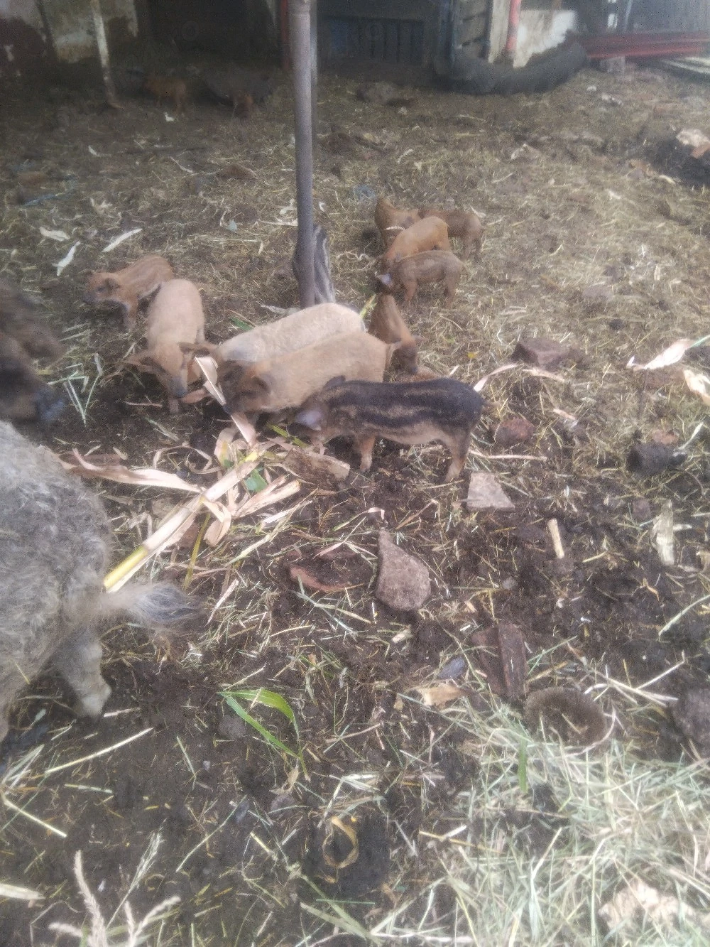 purcei mangalita rasă  pură 
