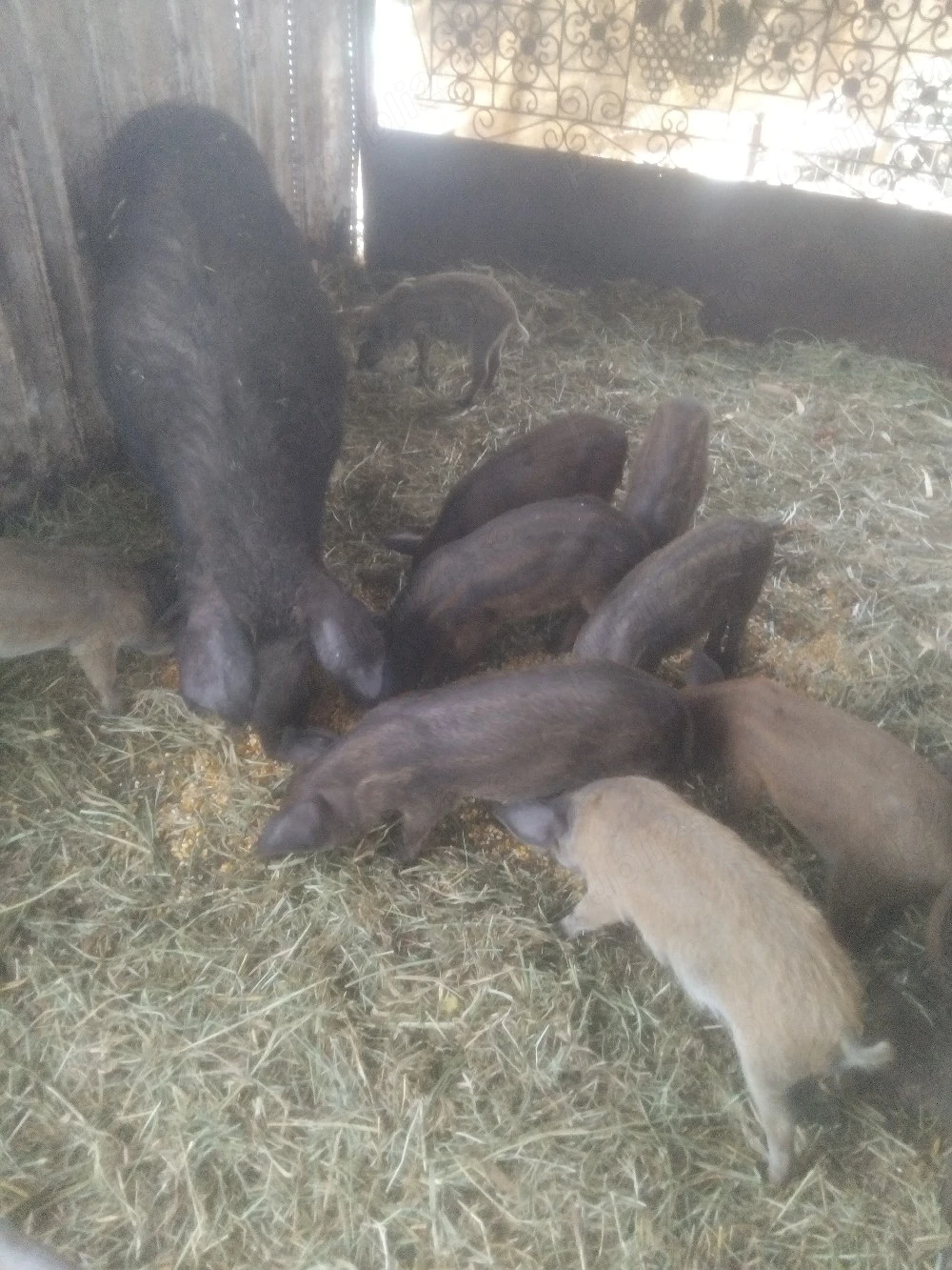 Purcei mangalita  , curcit  cu mistreț.