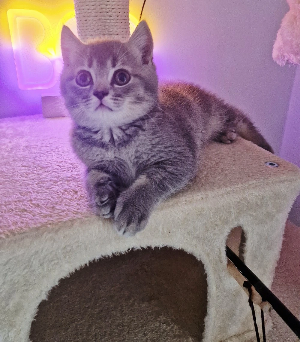 ZGUBI british shorthair 