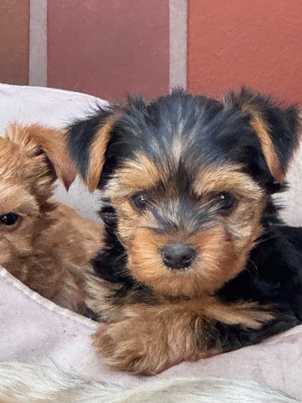 Yorkshire terrier mini toy 