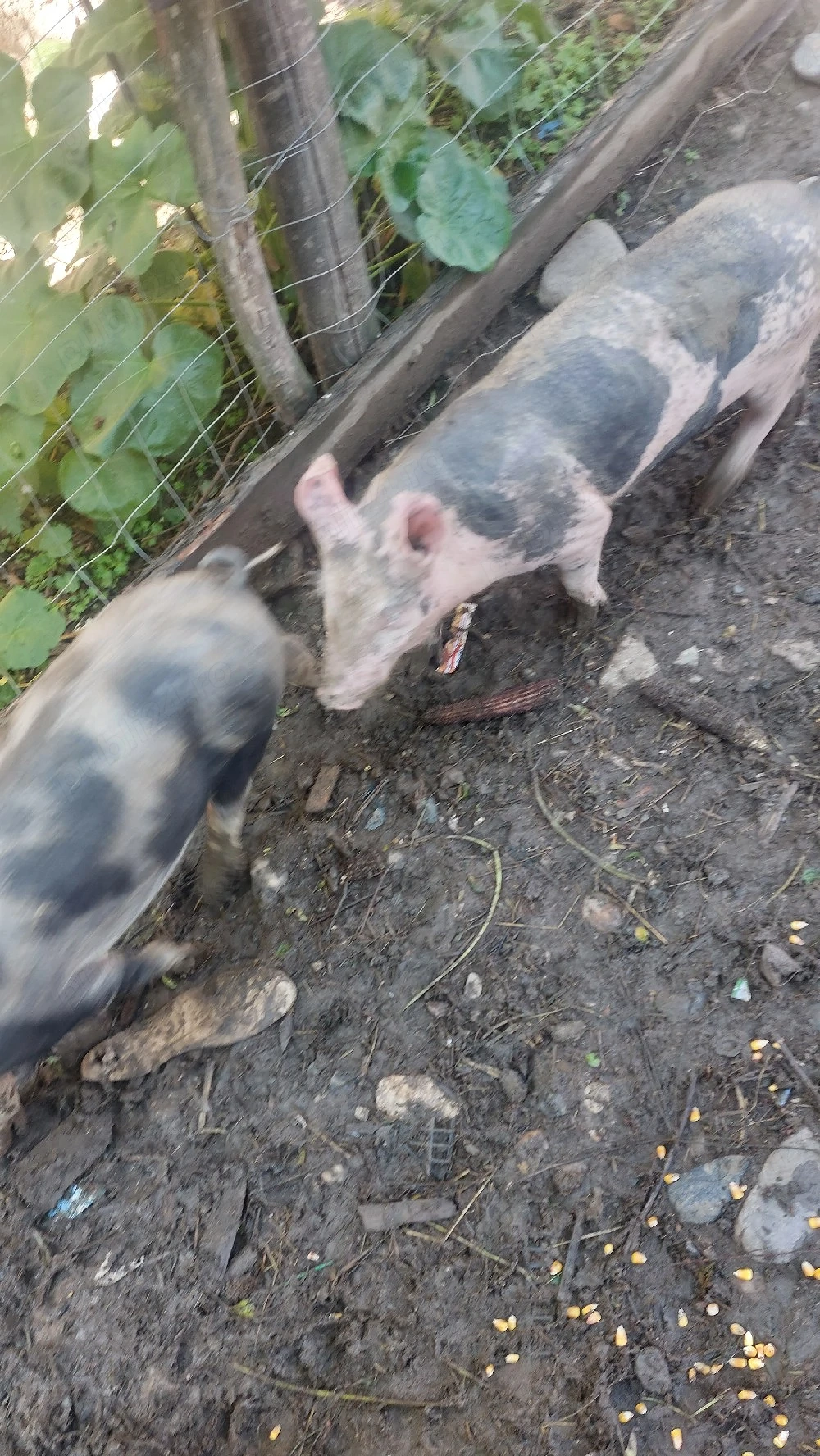 purceluși bazna de vânzare fizesti hunedoara 