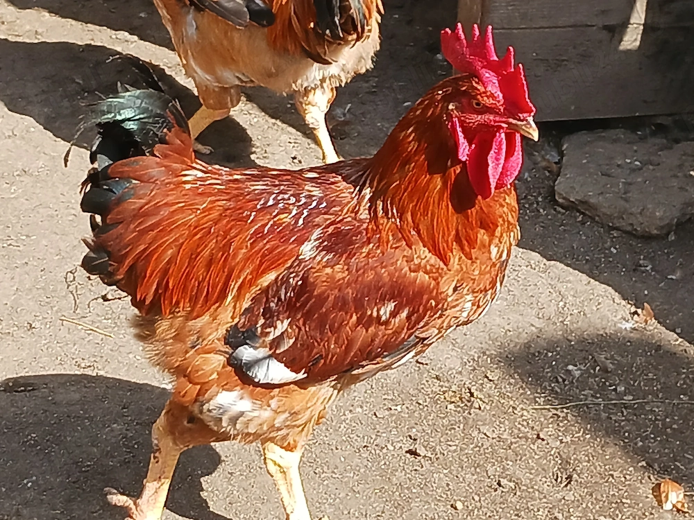 Cocosi  de  curte