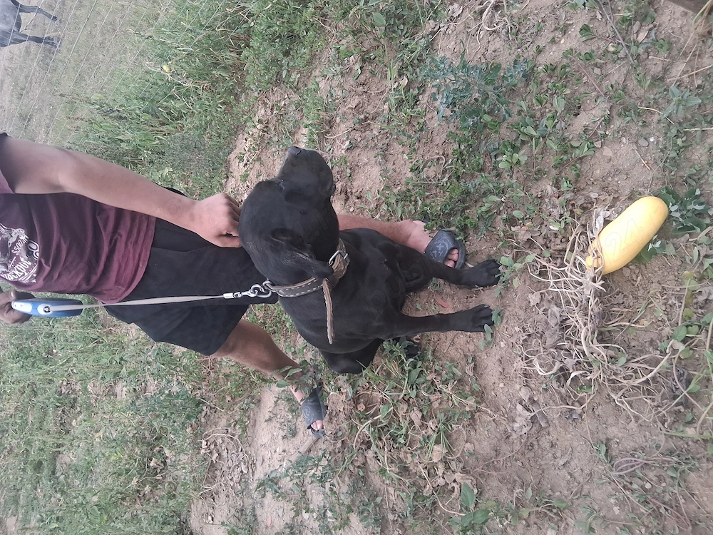 Femelă Cane Corso 