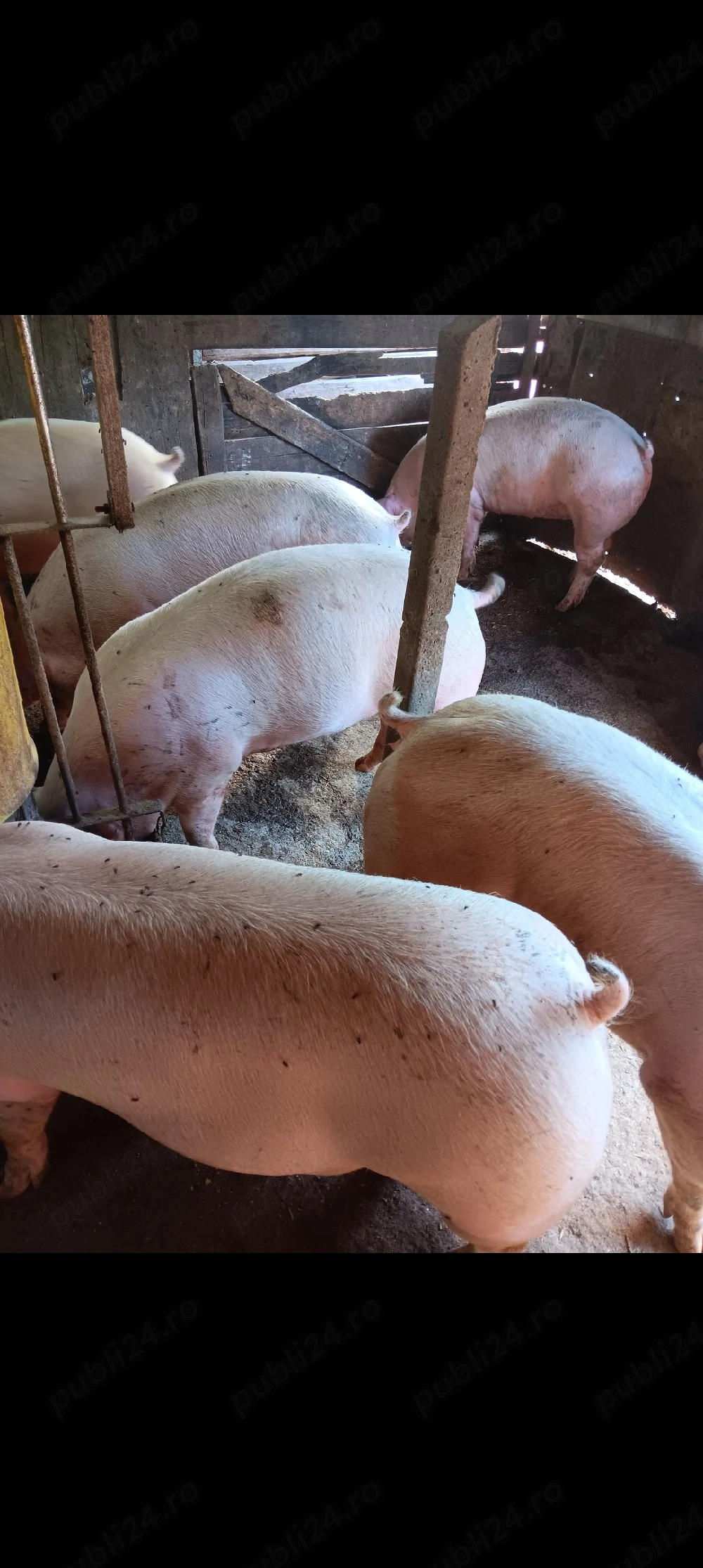Porci De Carne Rasa Pic 100-150 kg 