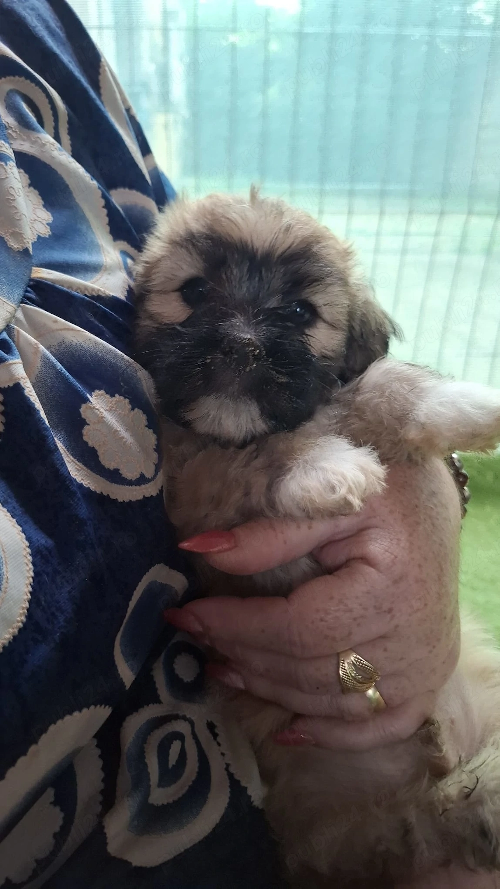 Câini Shih Tzu de vânzare