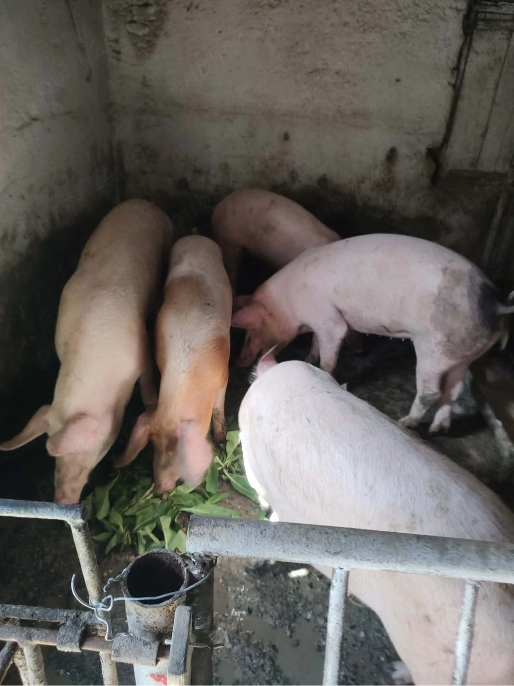 porc de vanzare