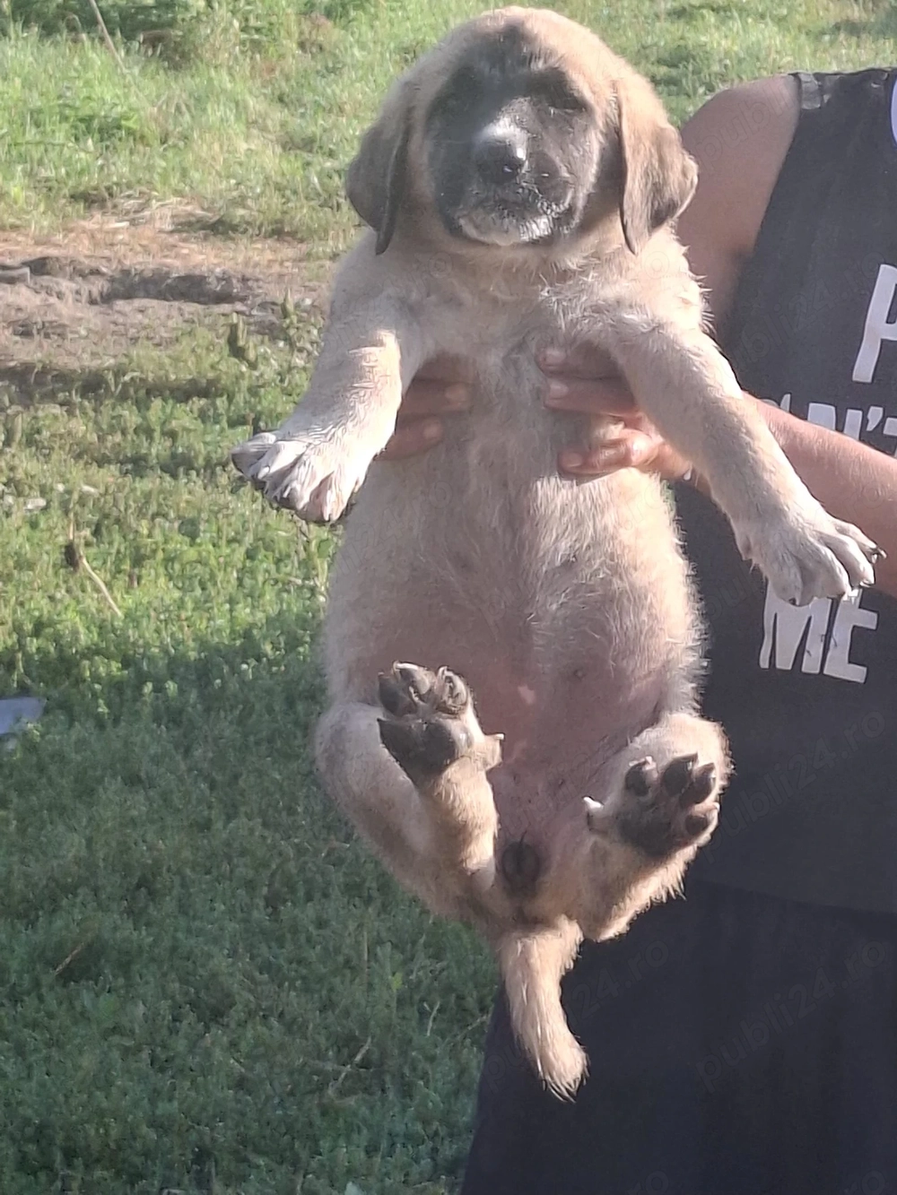 Vand caini rasa kangal