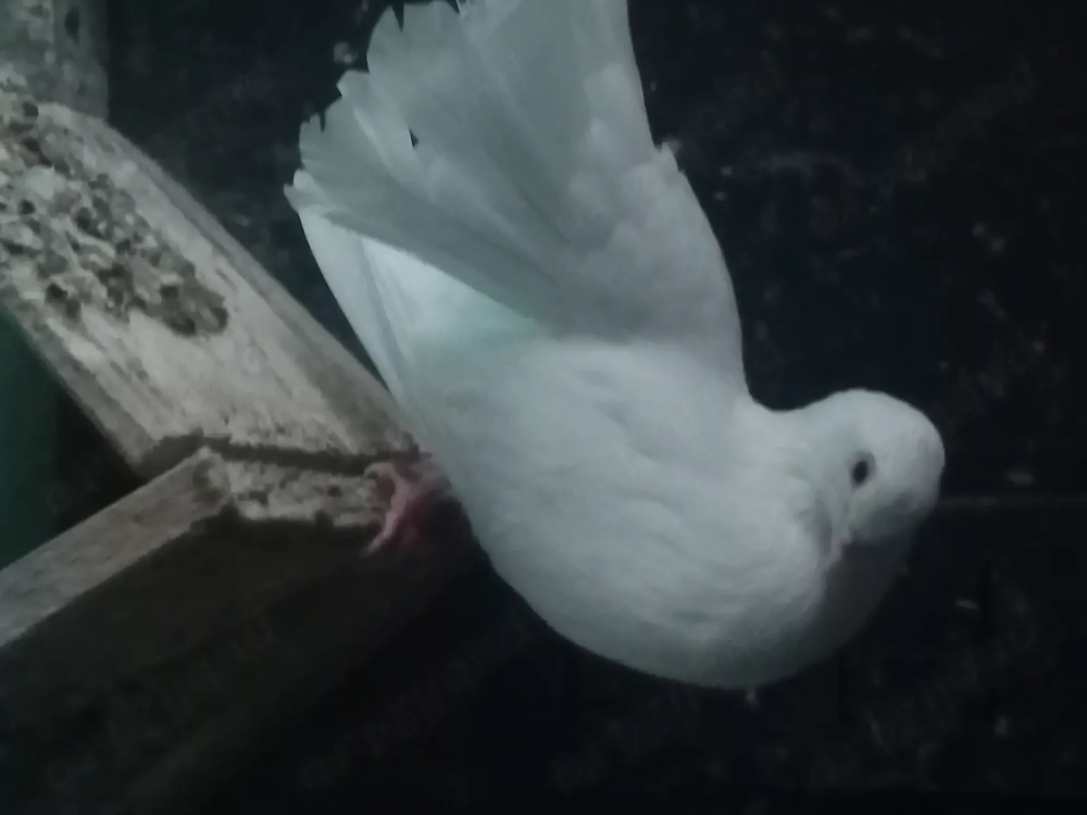 Porumbei carieri și voltati