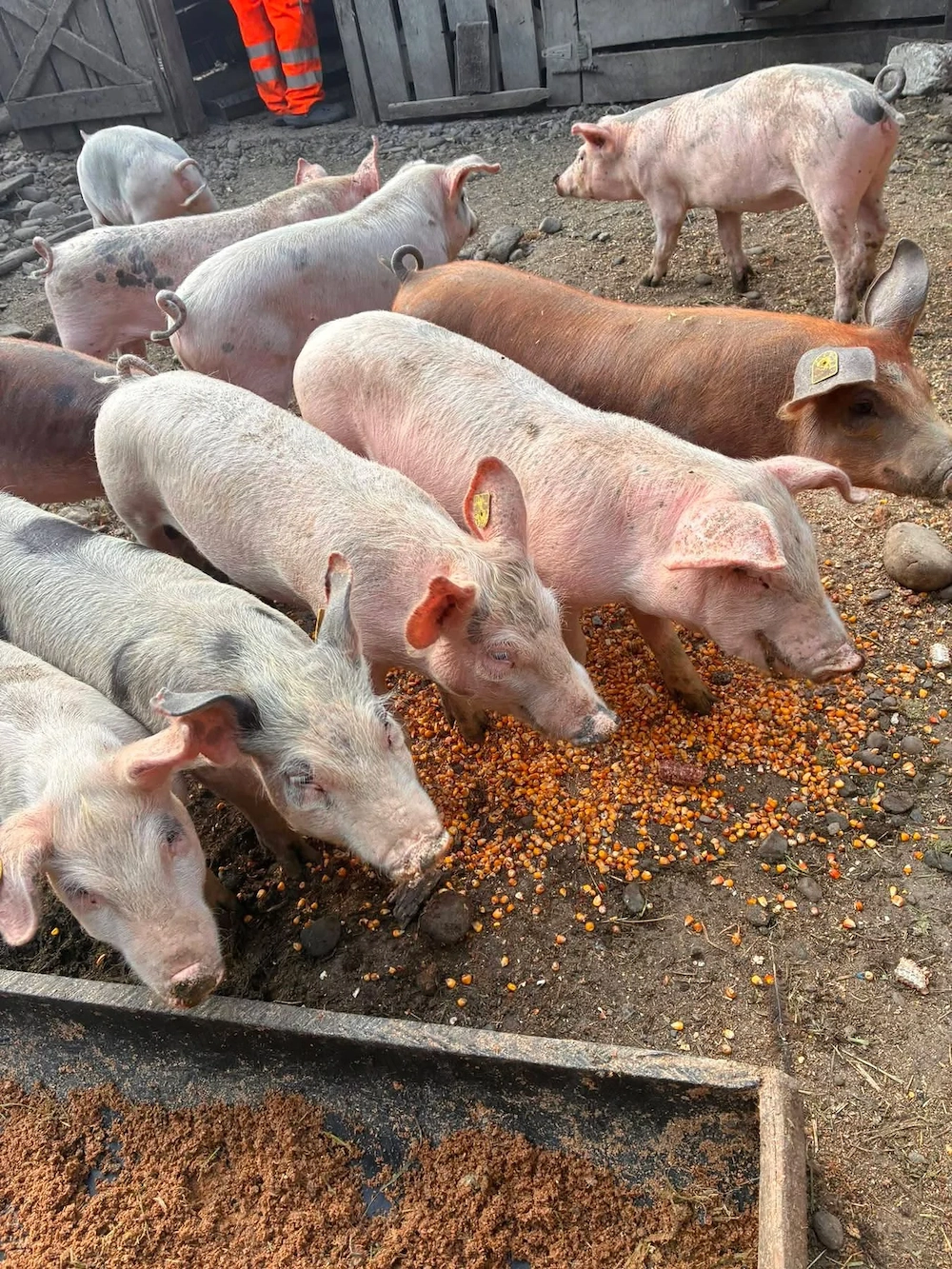  Porci de vânzare!  