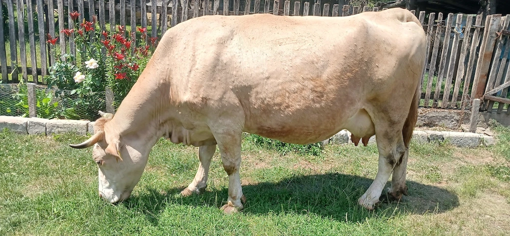 Vaca cu vitica