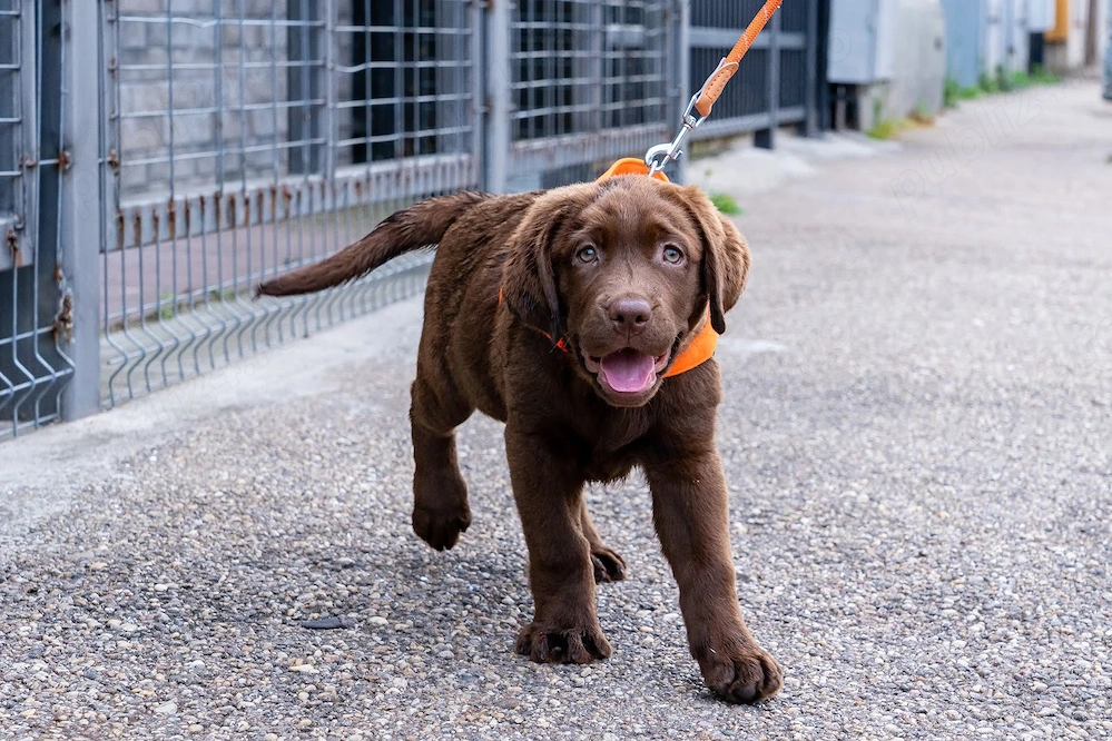 femela ciocolatie de Labrador Retriever la 4 luni, Pedigree A