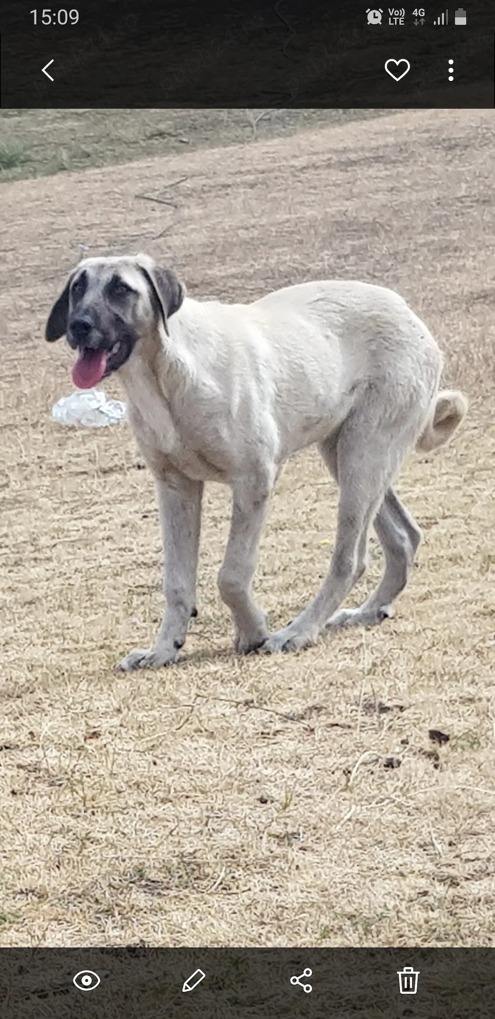 Vand o catelusa de kangal