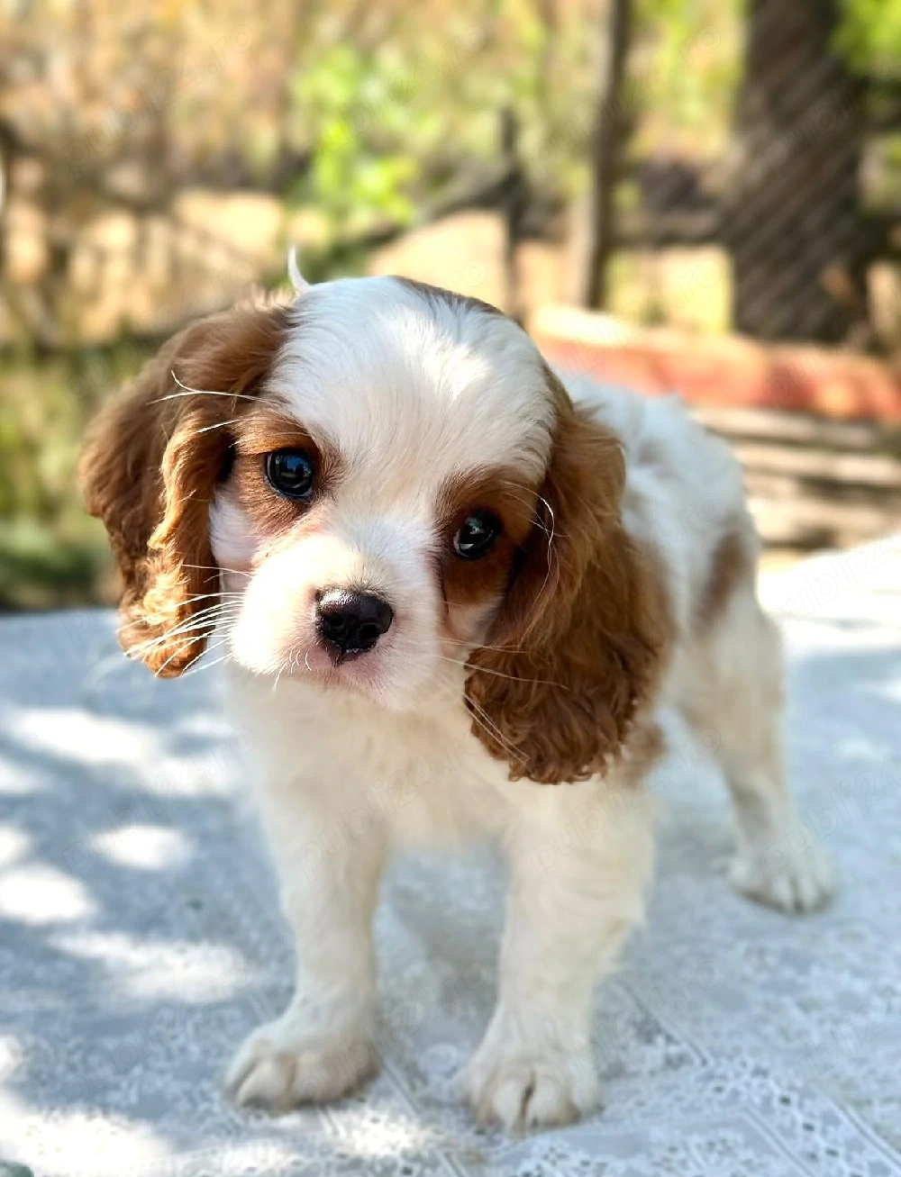 cavalier king Charles băiețel 
