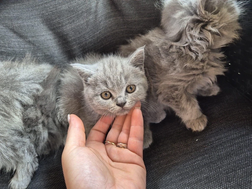 pisoiasi de rasa dornici de joaca british shorthair