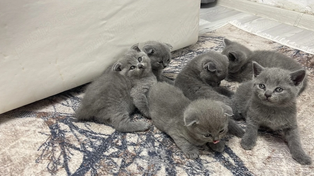 6 puiuți drăgălași și pufoși își caută noua familie 
