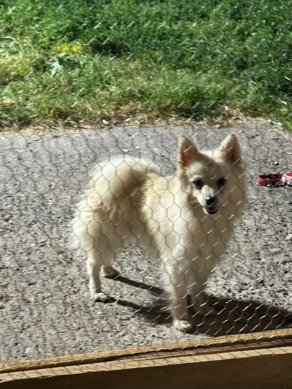 pomeranian spitz