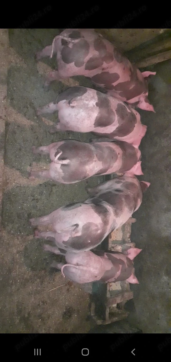scrofite pietrain belgian 