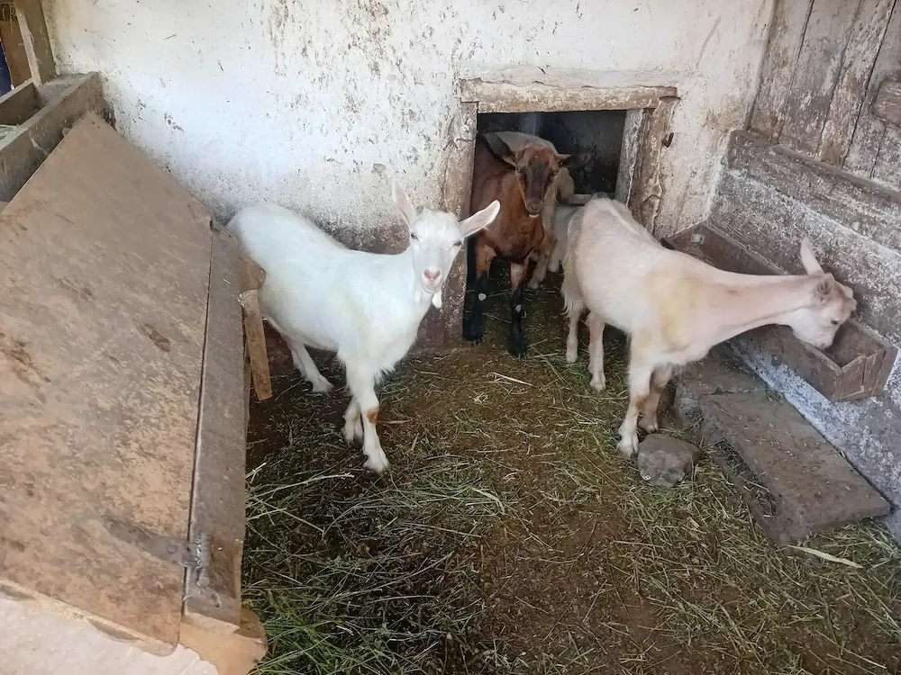 Iedute de vanzare