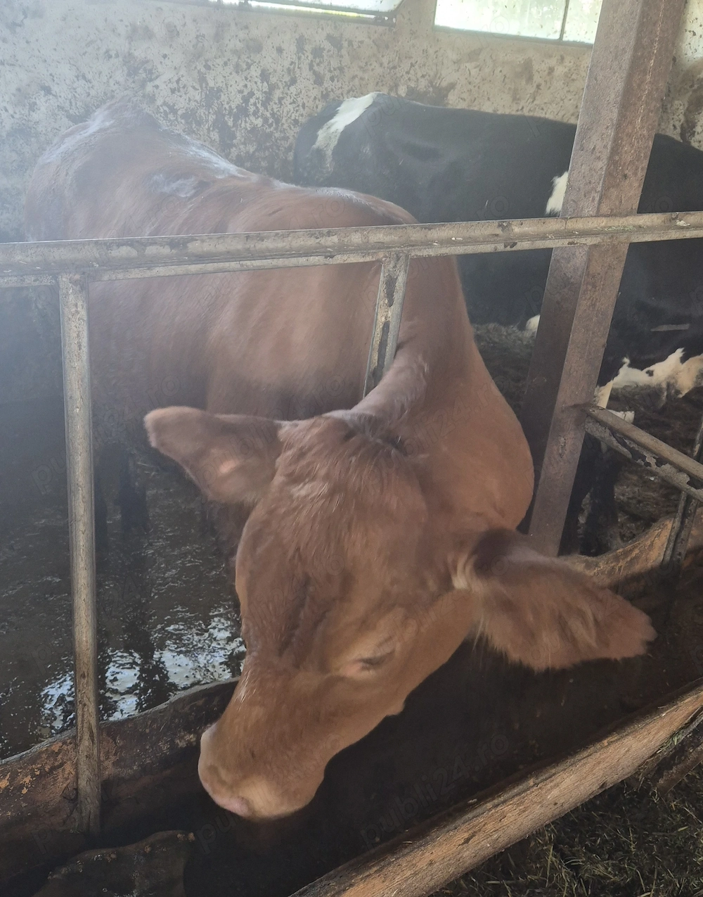 Vitea de 13 luni Limousin