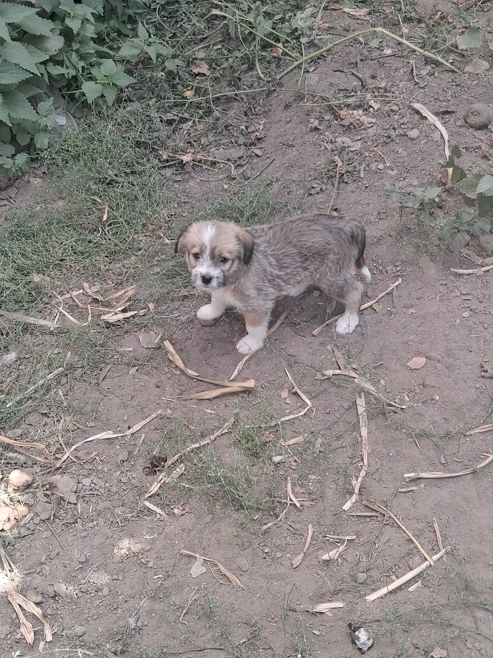 Donez doi cățeluși 