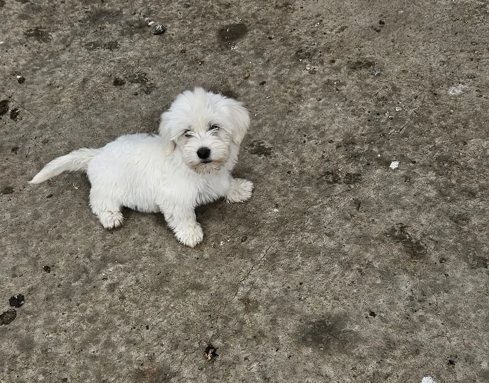 Bichon de vânzare 