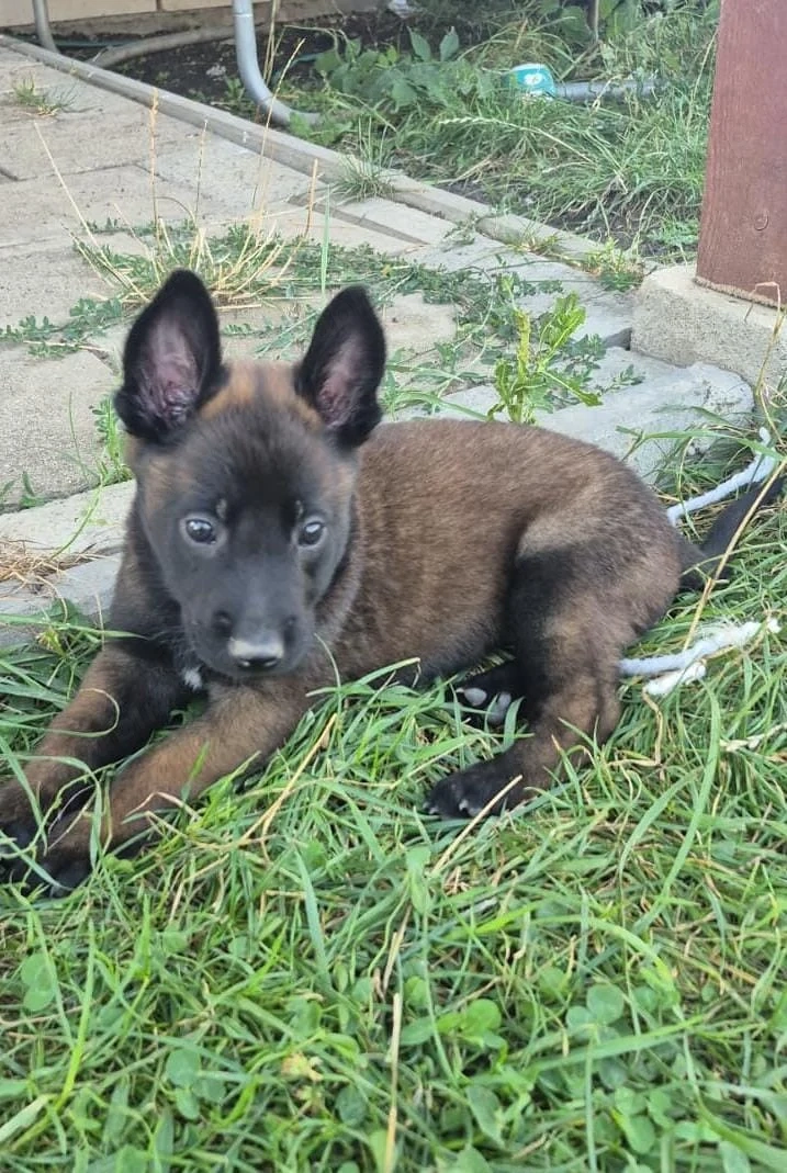 Ciobănesc Belgian Malinois cu Certificat PEDIGREE 