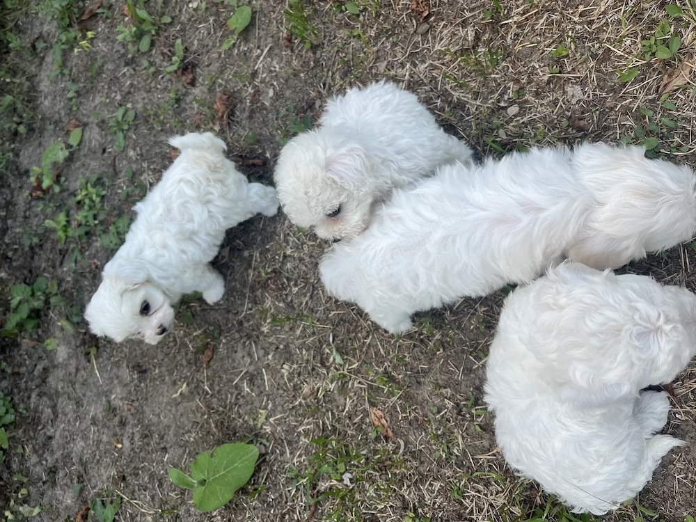 Cățelușe Bichon Maltez de vânzare