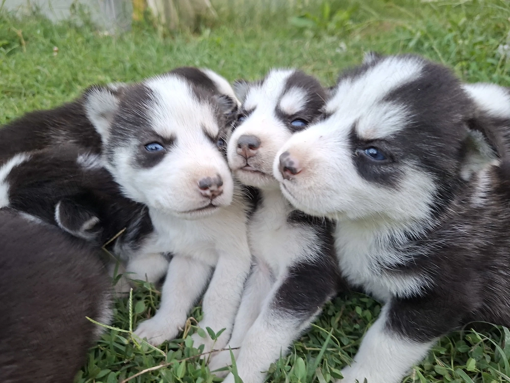 Vand Husky  Siberian 