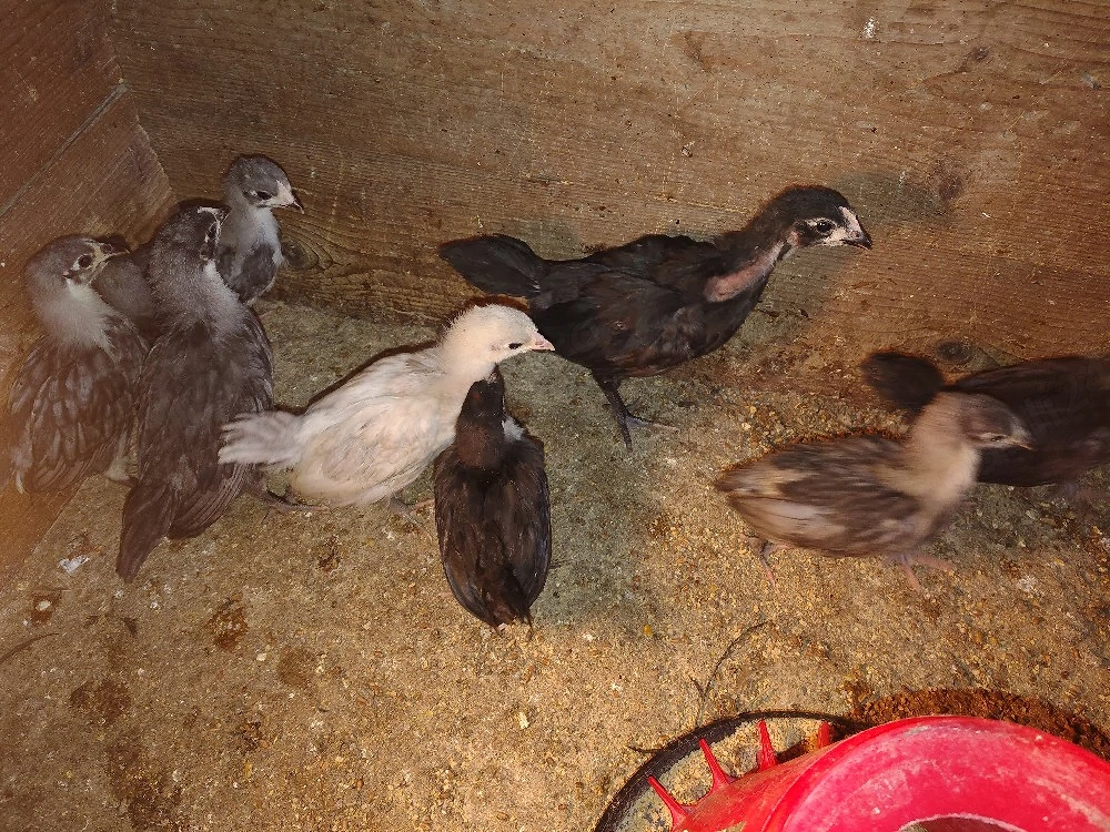 Pui australorp negru  si albastruvaccinati si imunizati