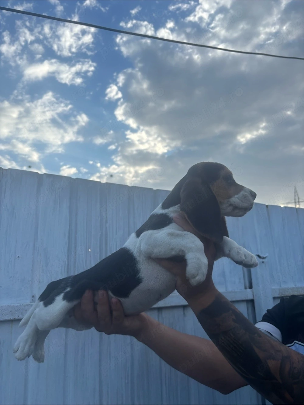 Cățelusi beagle tricolor!