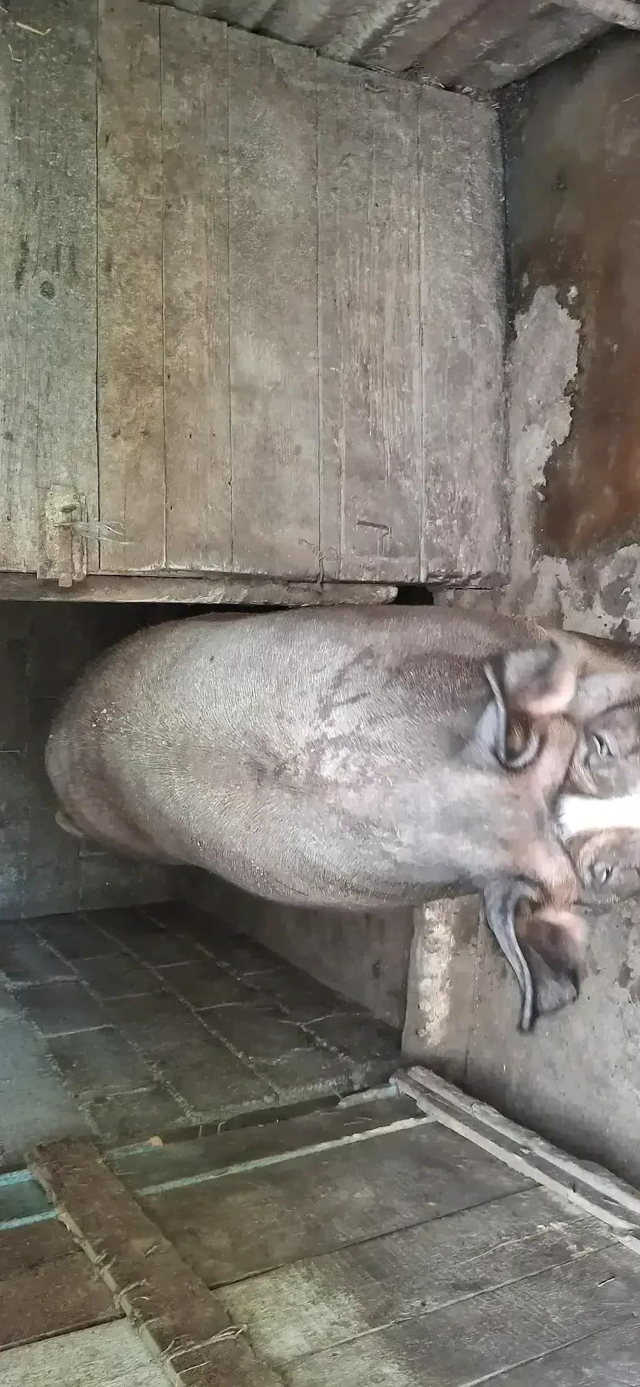Vand purcea duroc 