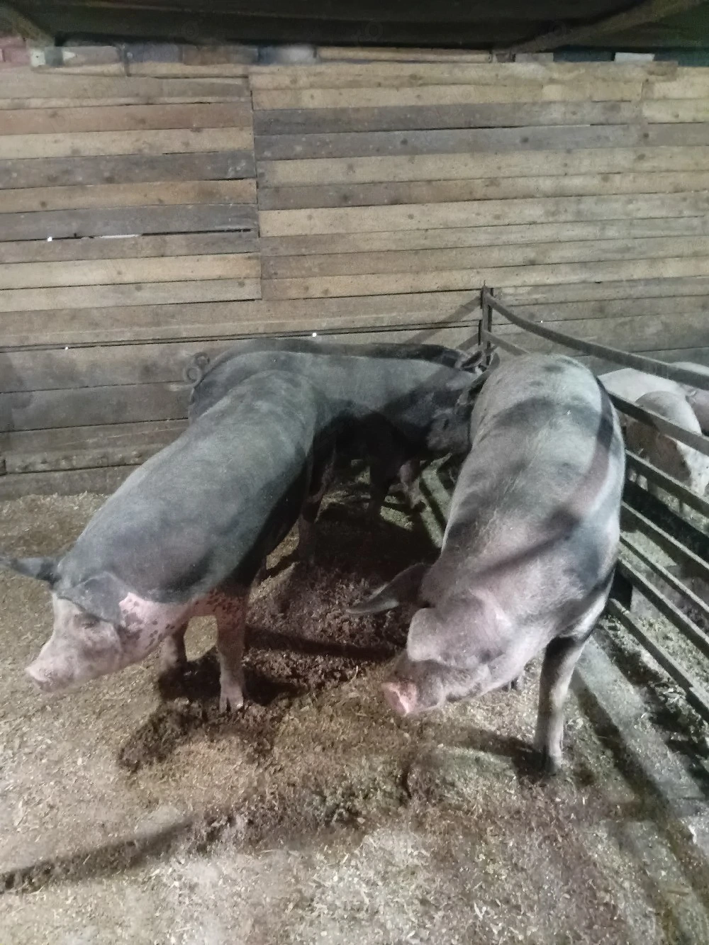 porci de vanzare