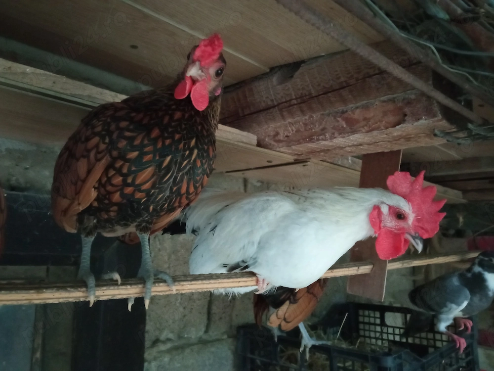 Vând cocoși Sebright și Chabo
