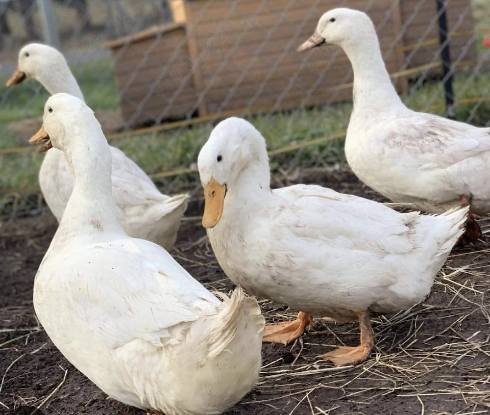 Rațe Pekin și Mulard de vanzare