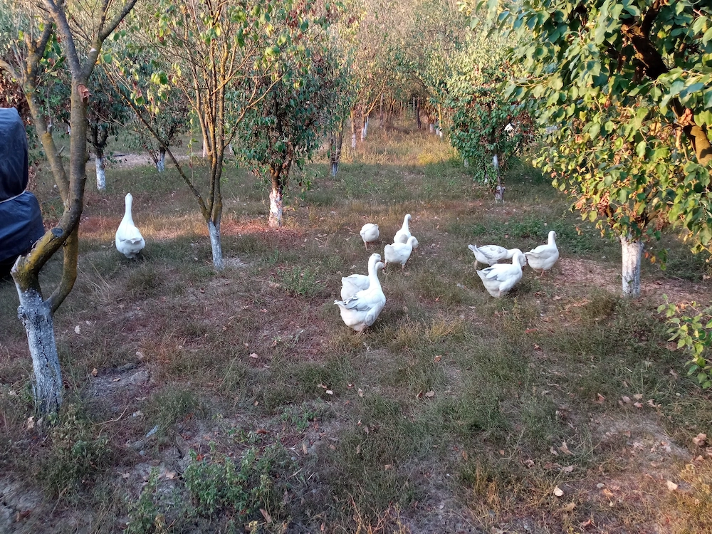 Vând gâște 